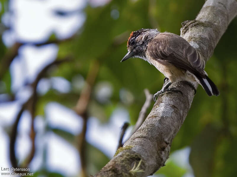 Ochraceous Piculet male adult, Behaviour