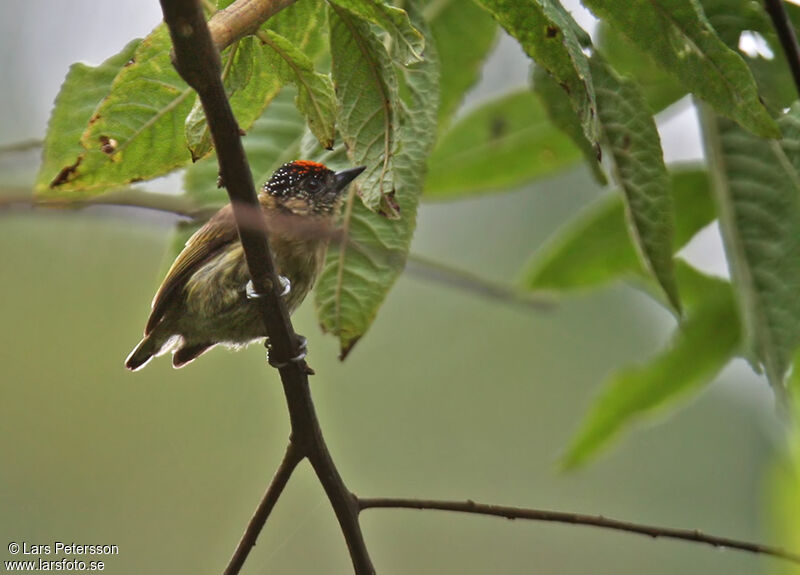 Olivaceous Piculet