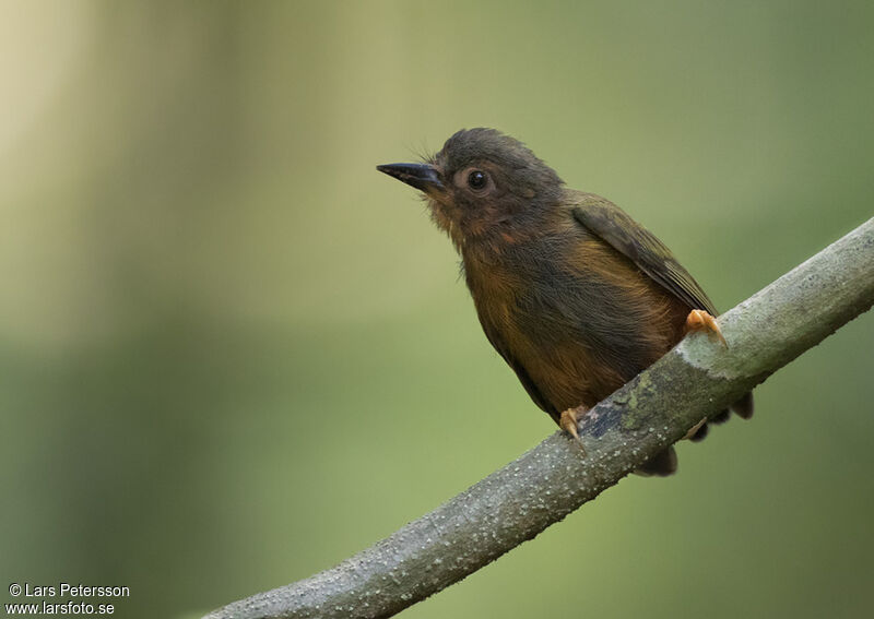 Rufous Piculet