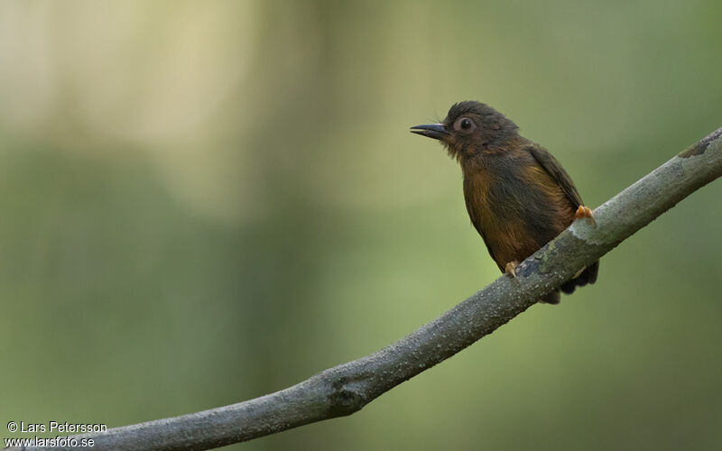 Rufous Piculet