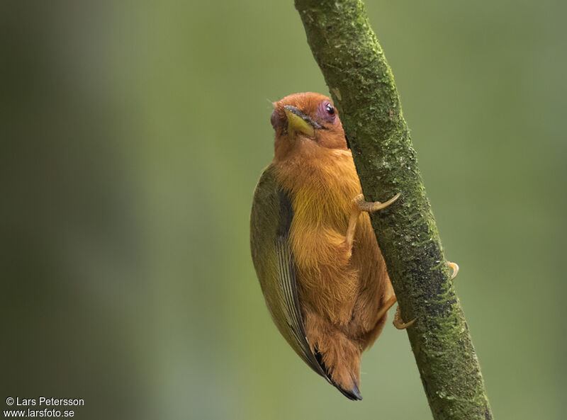 Rufous Piculet