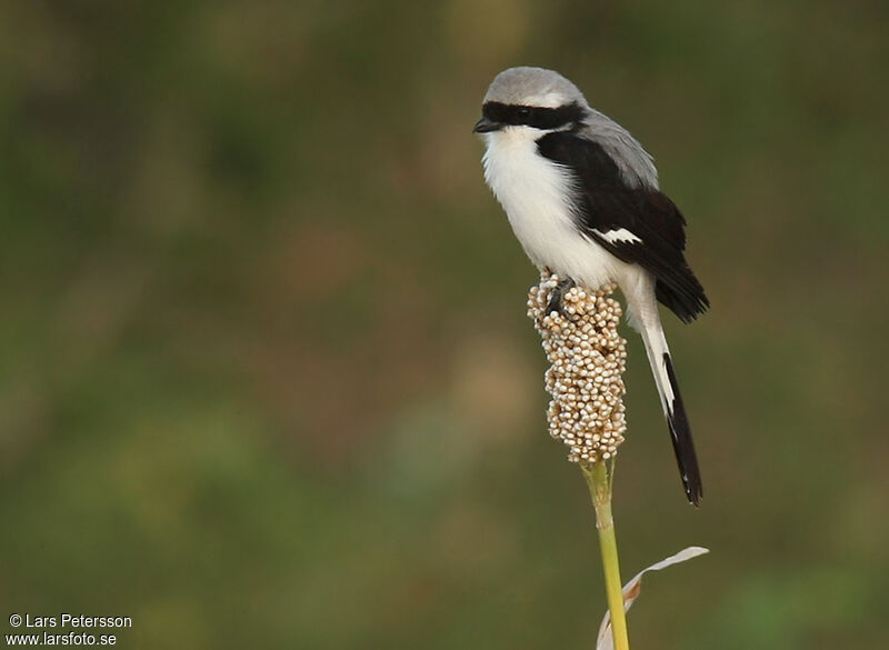 Grey-backed Fiscal