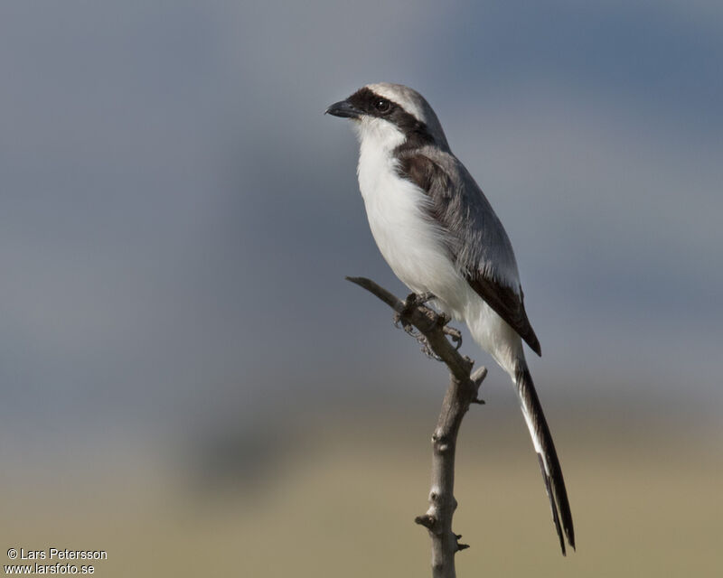 Grey-backed Fiscal