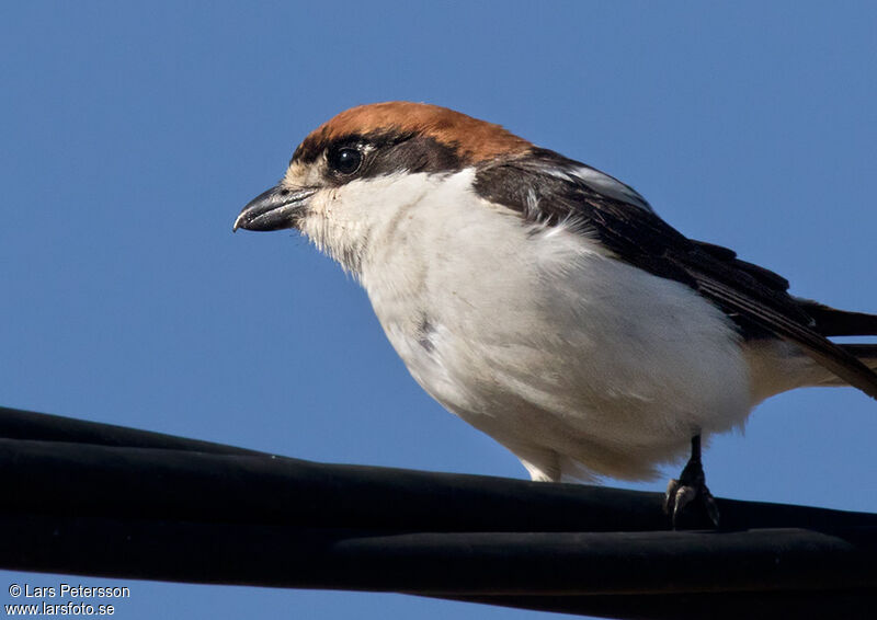 Woodchat Shrike