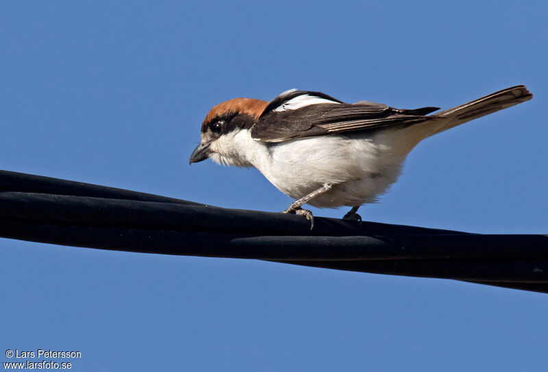 Woodchat Shrike