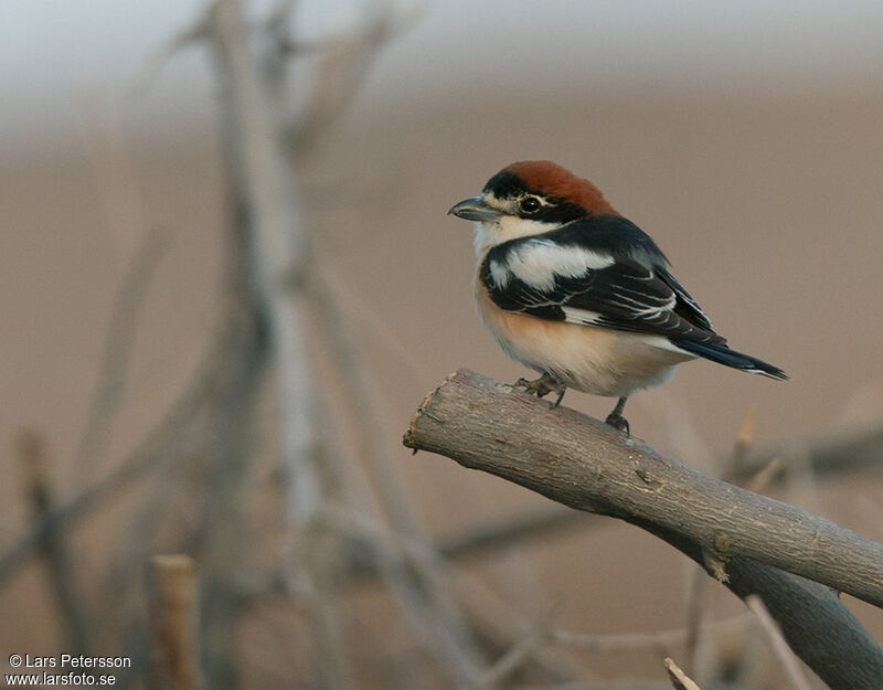 Woodchat Shrike