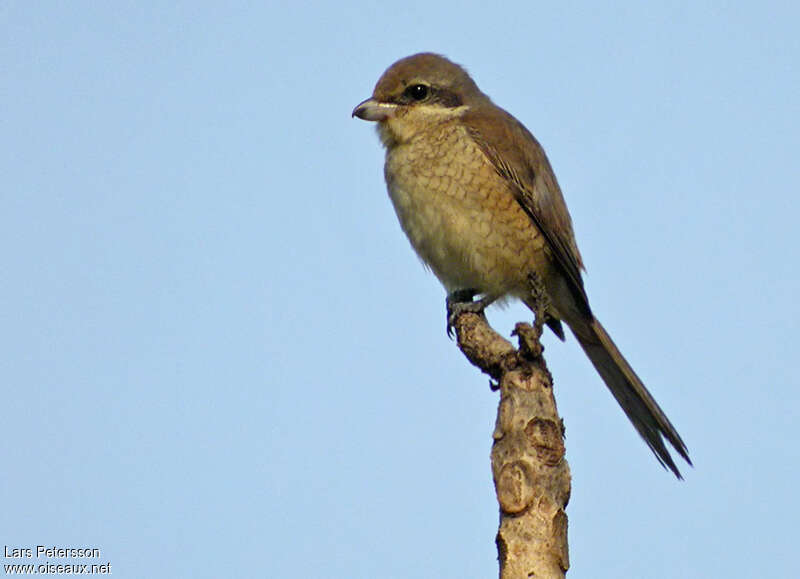 Brown Shrikeimmature, identification