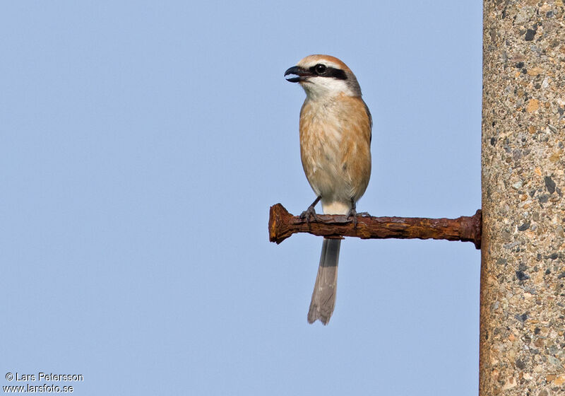 Bull-headed Shrike