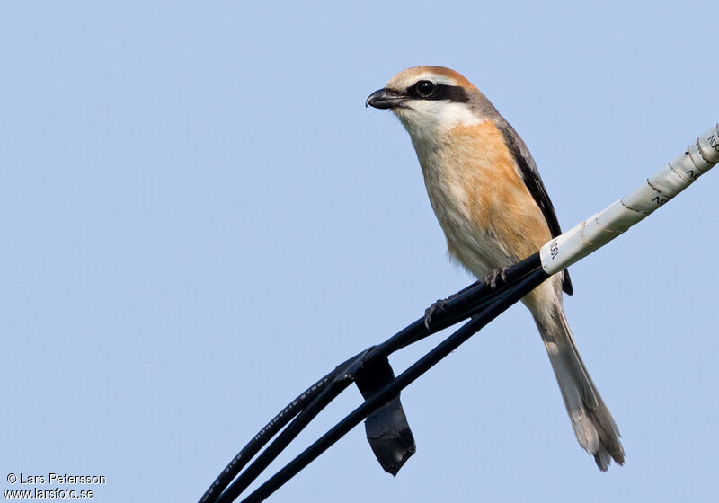 Bull-headed Shrike