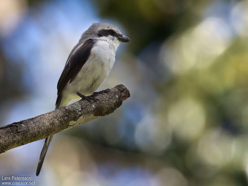 Pie-grièche de Mackinnon femelle adulte, identification