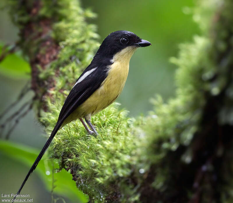 Pie-grièche de Sao Toméadulte, identification