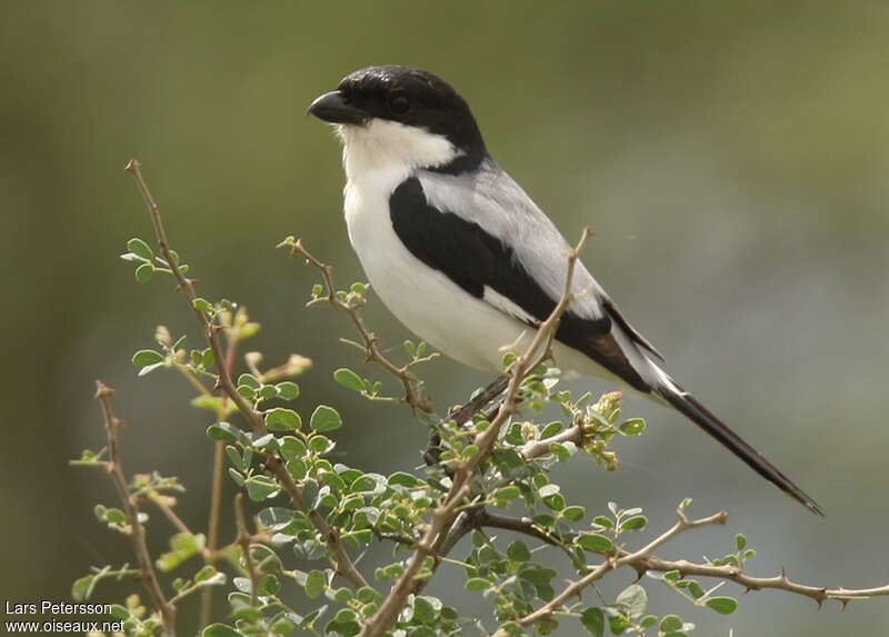 Taita Fiscaladult, identification