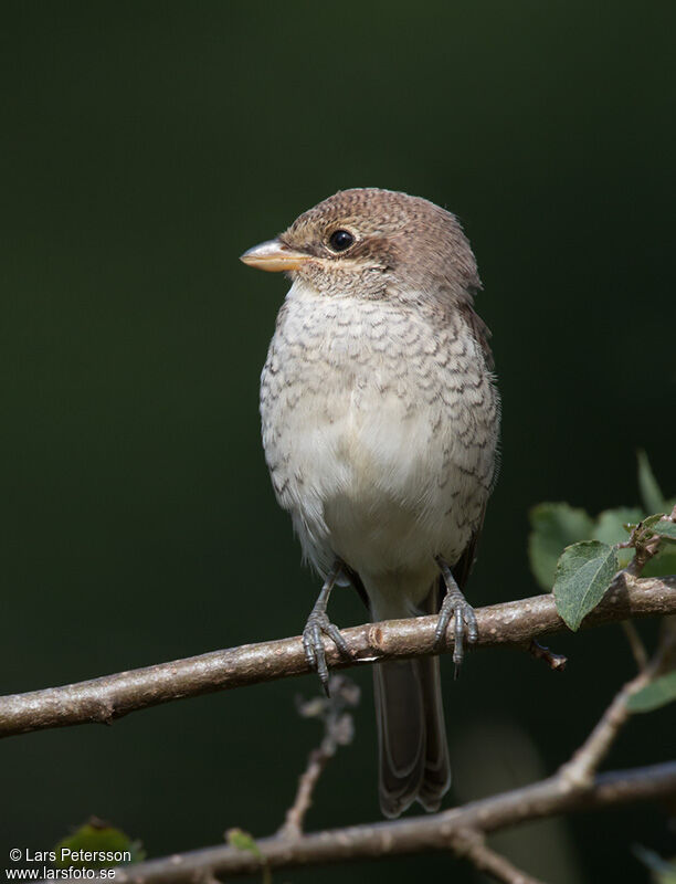 Red-backed Shrike