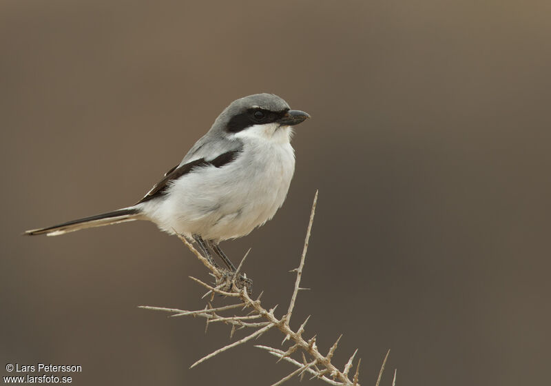 Great Grey Shrike