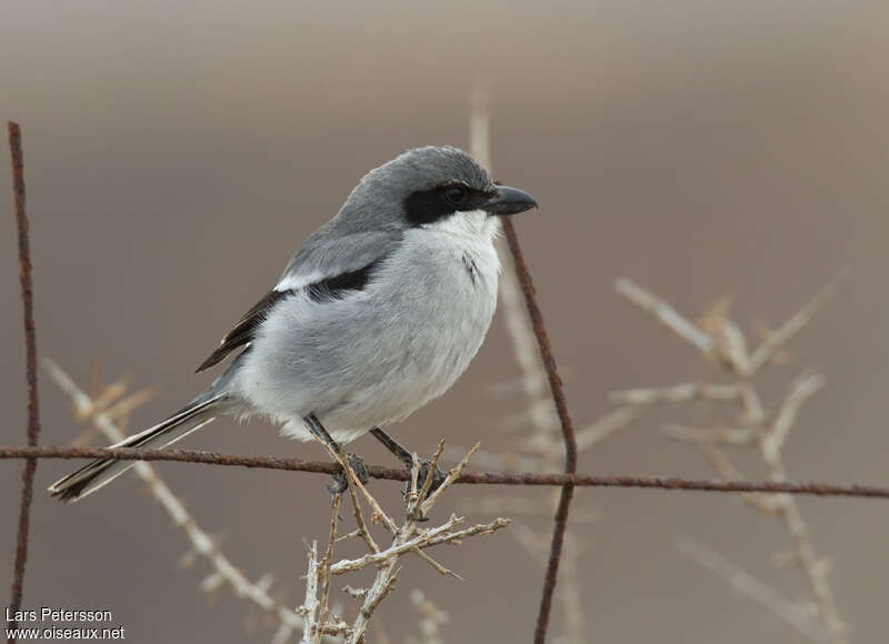 Pie-grièche griseadulte, identification