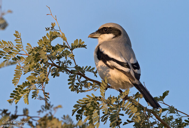 Great Grey Shrike