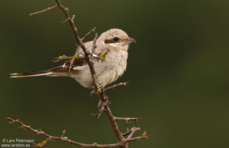 Great Grey Shrike