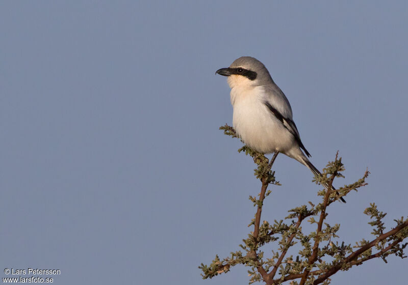 Great Grey Shrike