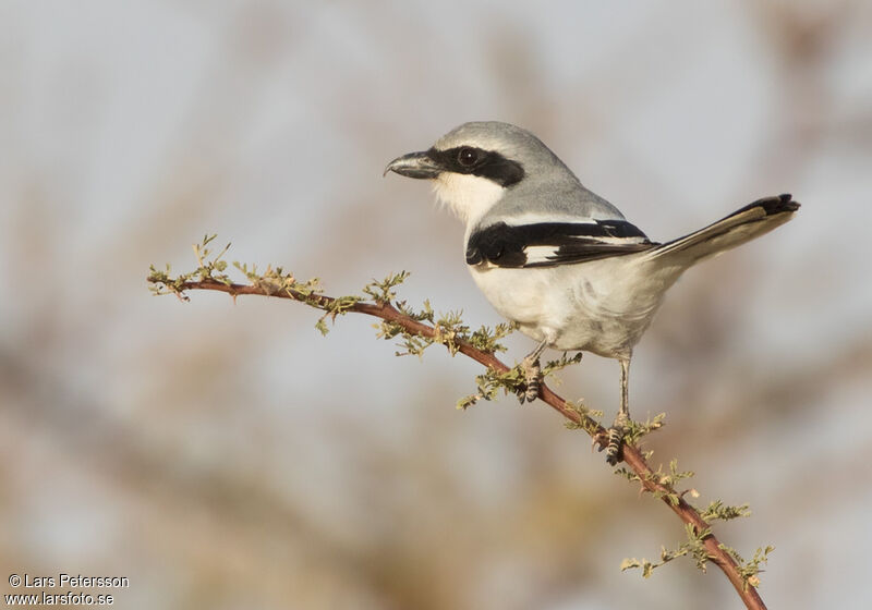 Great Grey Shrike