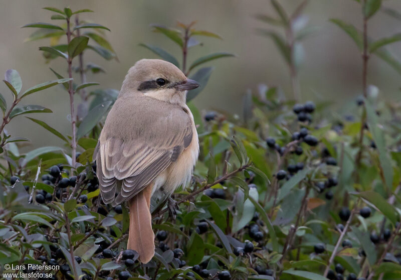 Isabelline Shrike