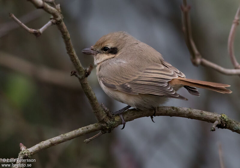 Isabelline Shrike