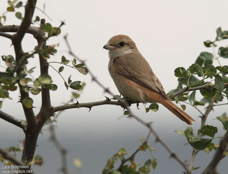 Isabelline Shrike, pigmentation