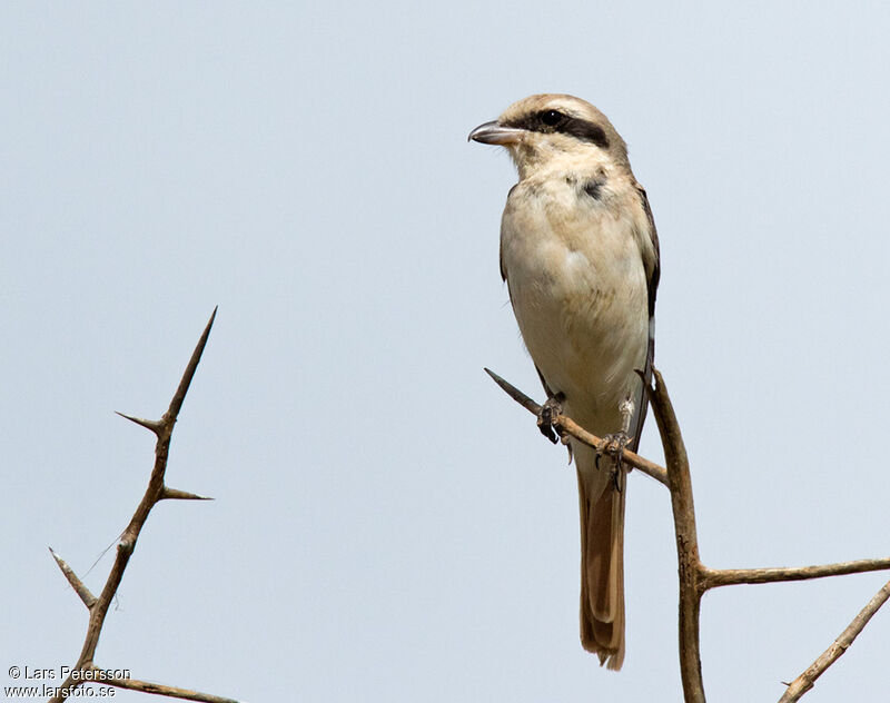 Isabelline Shrike