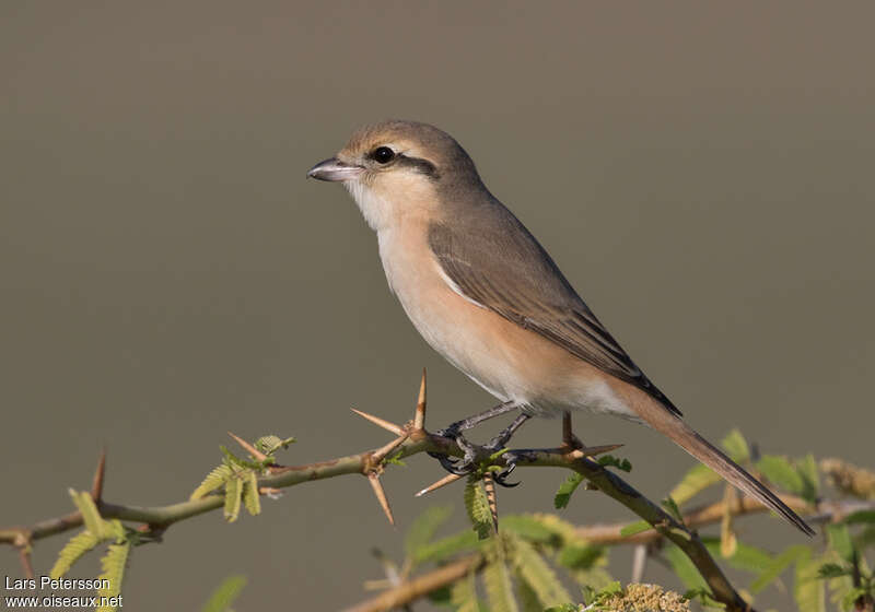 Isabelline Shrike female adult, identification