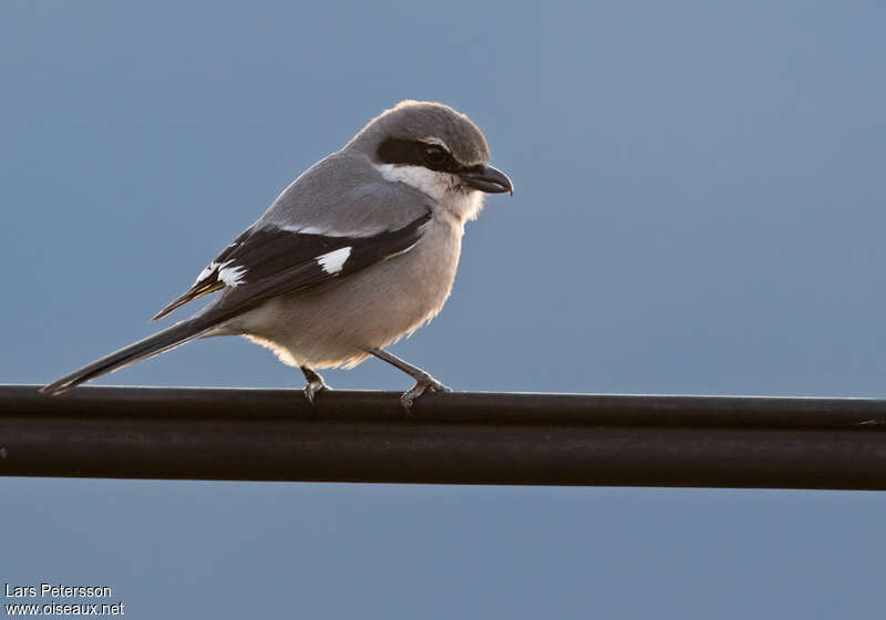 Iberian Grey Shrikeadult, identification