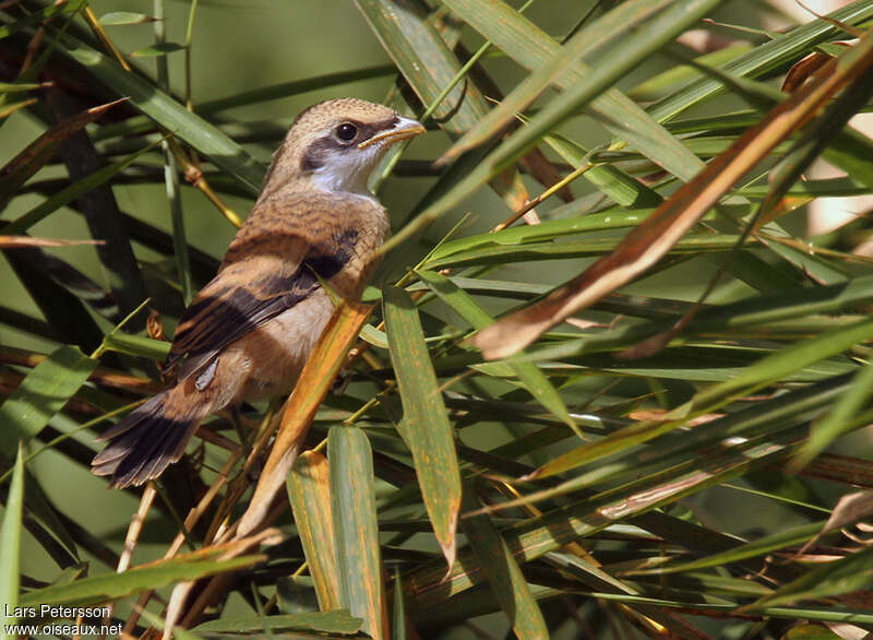 Pie-grièche schachjuvénile, identification