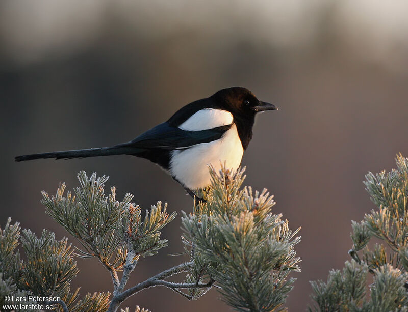 Eurasian Magpie