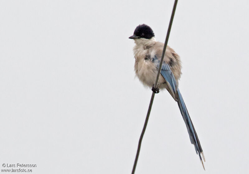 Azure-winged Magpie