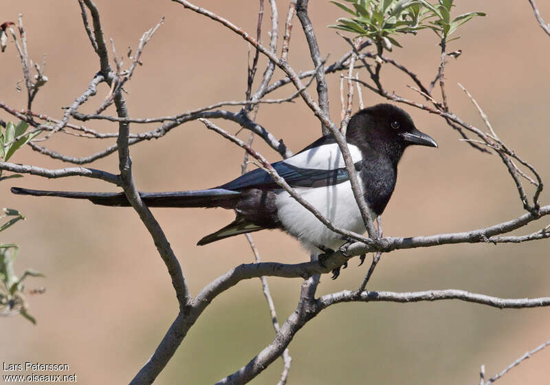 Black-billed Magpieadult, identification