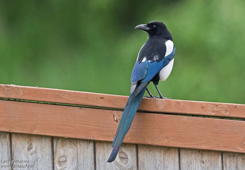 Black-billed Magpieadult, pigmentation