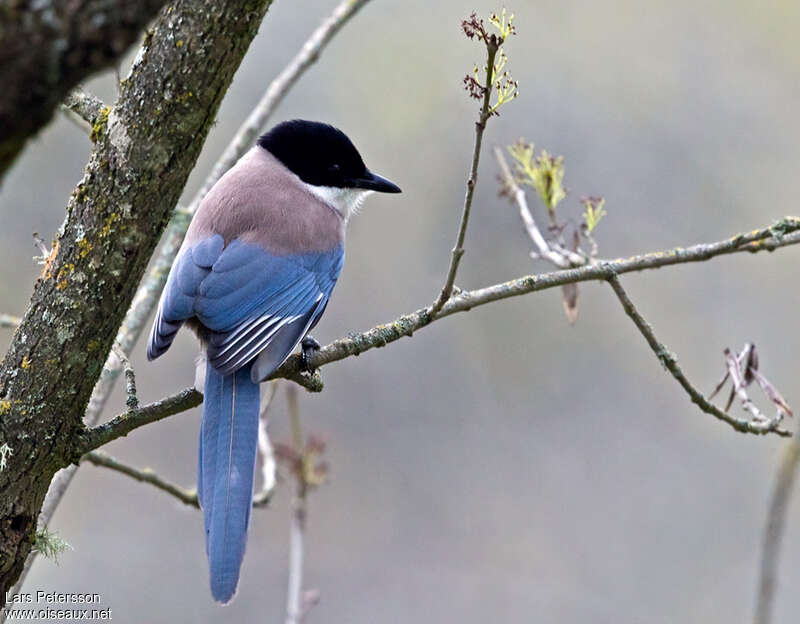 Iberian Magpieadult, pigmentation