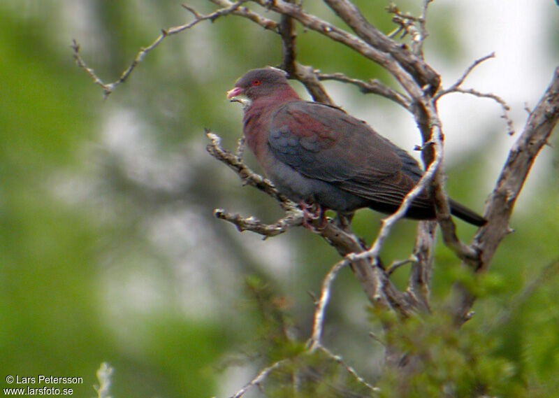 Pigeon à bec rouge