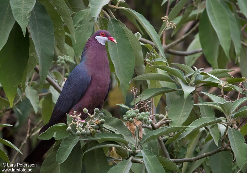 Metallic Pigeon