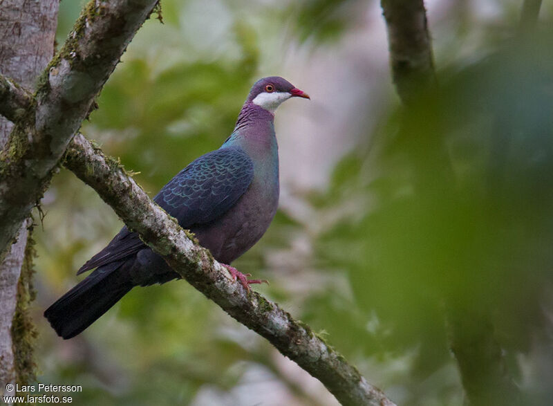 Pigeon à gorge blanche