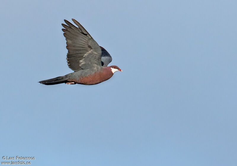 Pigeon à gorge blanche