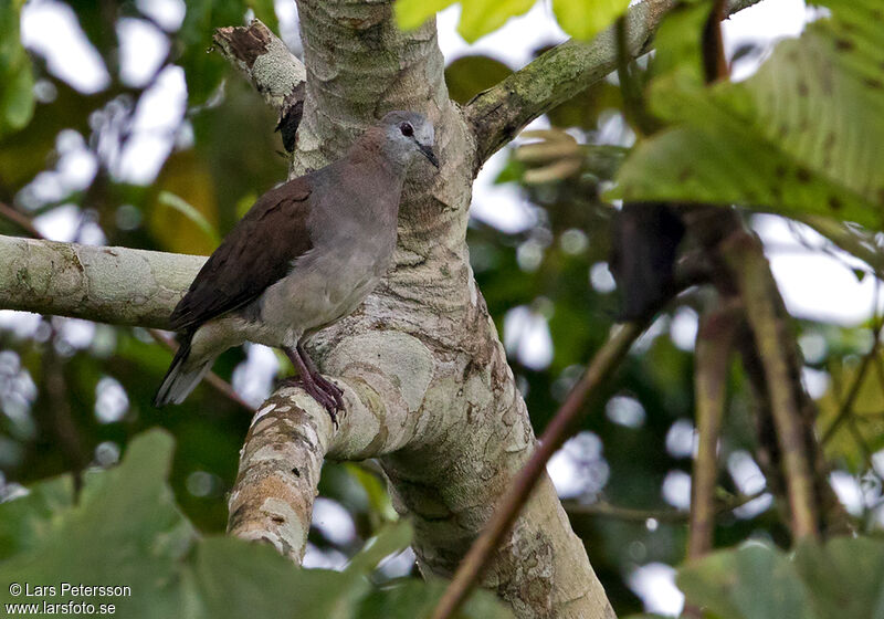 Lemon Dove