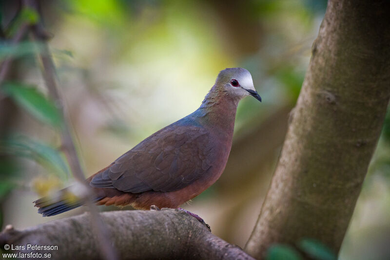 Lemon Dove