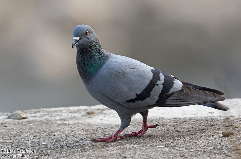 Rock Dove