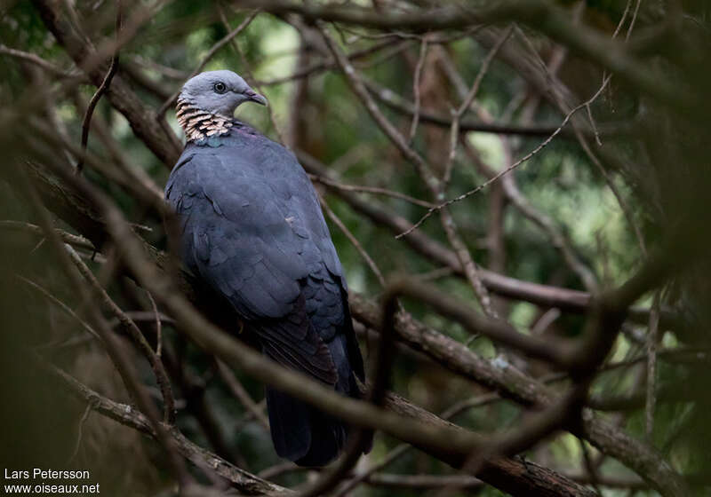 Ashy Wood Pigeonadult, identification