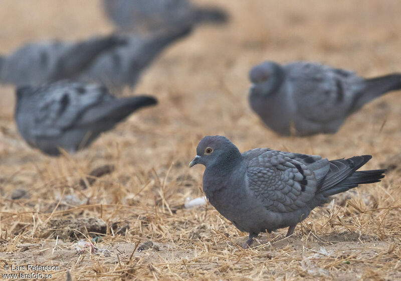 Yellow-eyed Pigeon