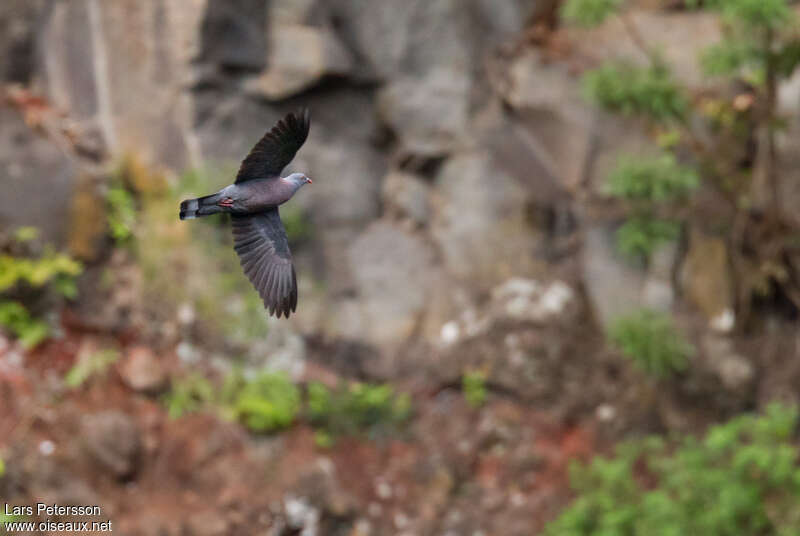 Bolle's Pigeonadult, Flight