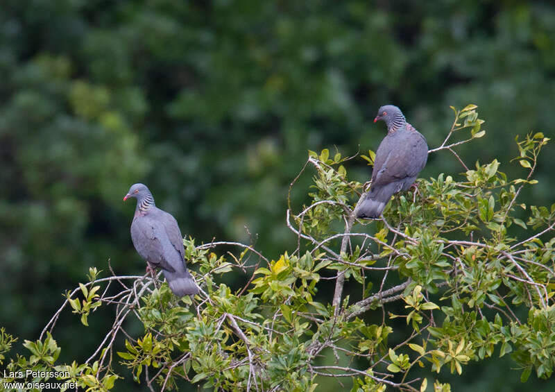 Bolle's Pigeonadult, habitat, pigmentation