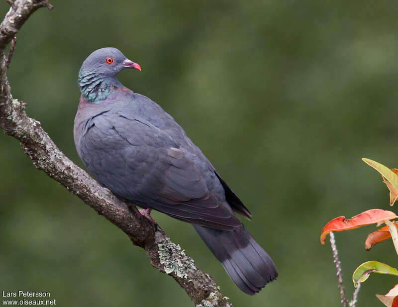 Pigeon de Bolleadulte nuptial, identification