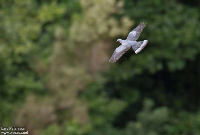 Pigeon de Bolleadulte, Vol