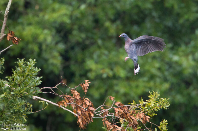 Pigeon de Bolle