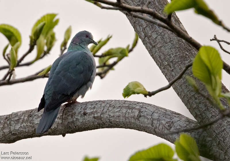 Island Bronze-naped Pigeonadult, identification